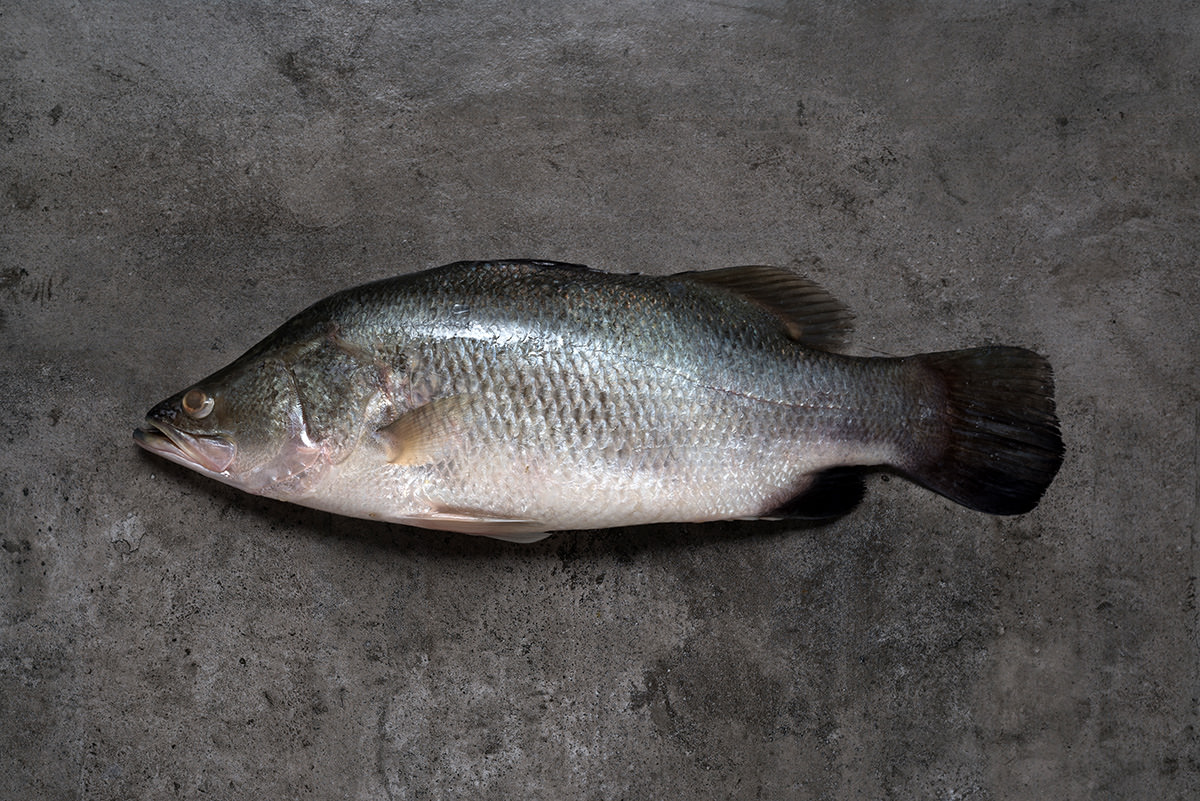 In malay seabass THE Dish: